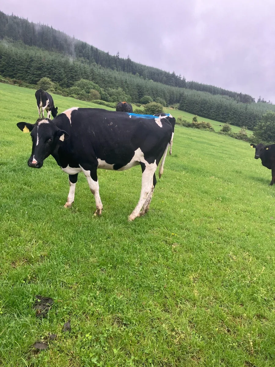 18 incalf heifers - Image 1