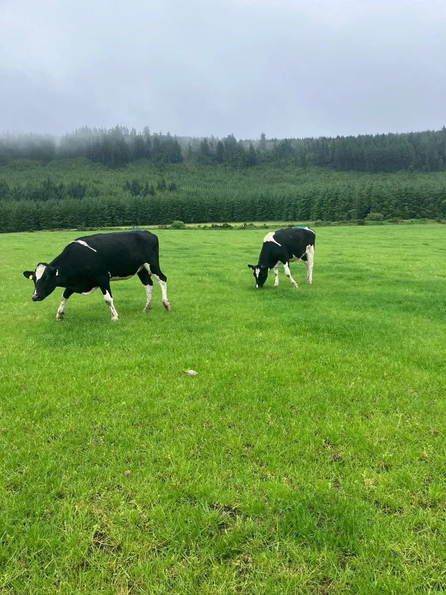 18 incalf heifers - Image 2