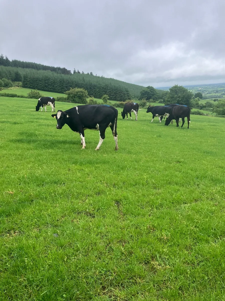 18 incalf heifers - Image 3