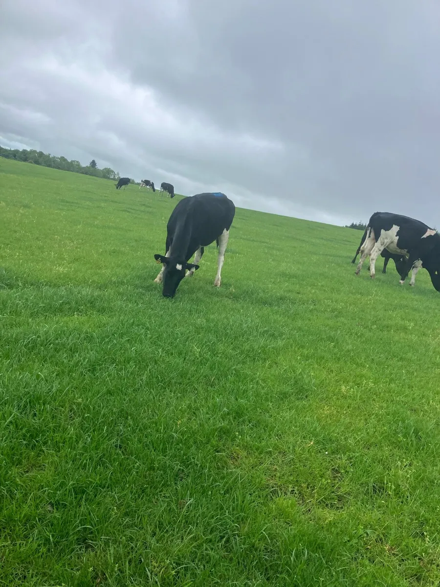18 incalf heifers - Image 4