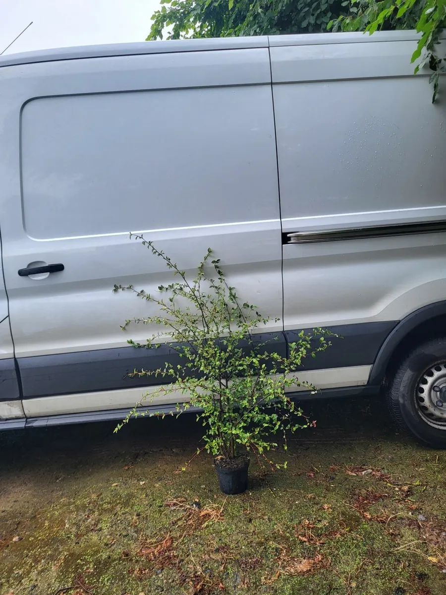 Coral berry hedging - Image 1