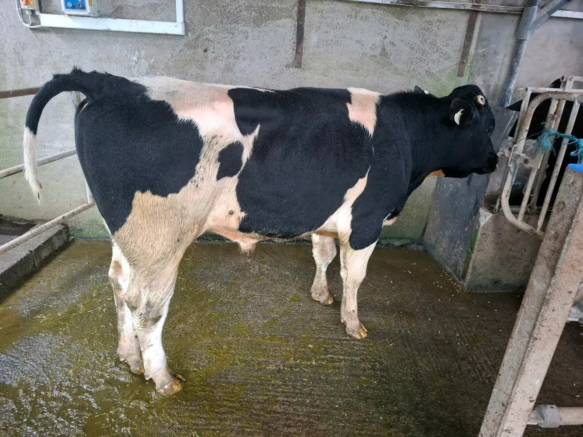 For sale British F.r. Bull - Image 1