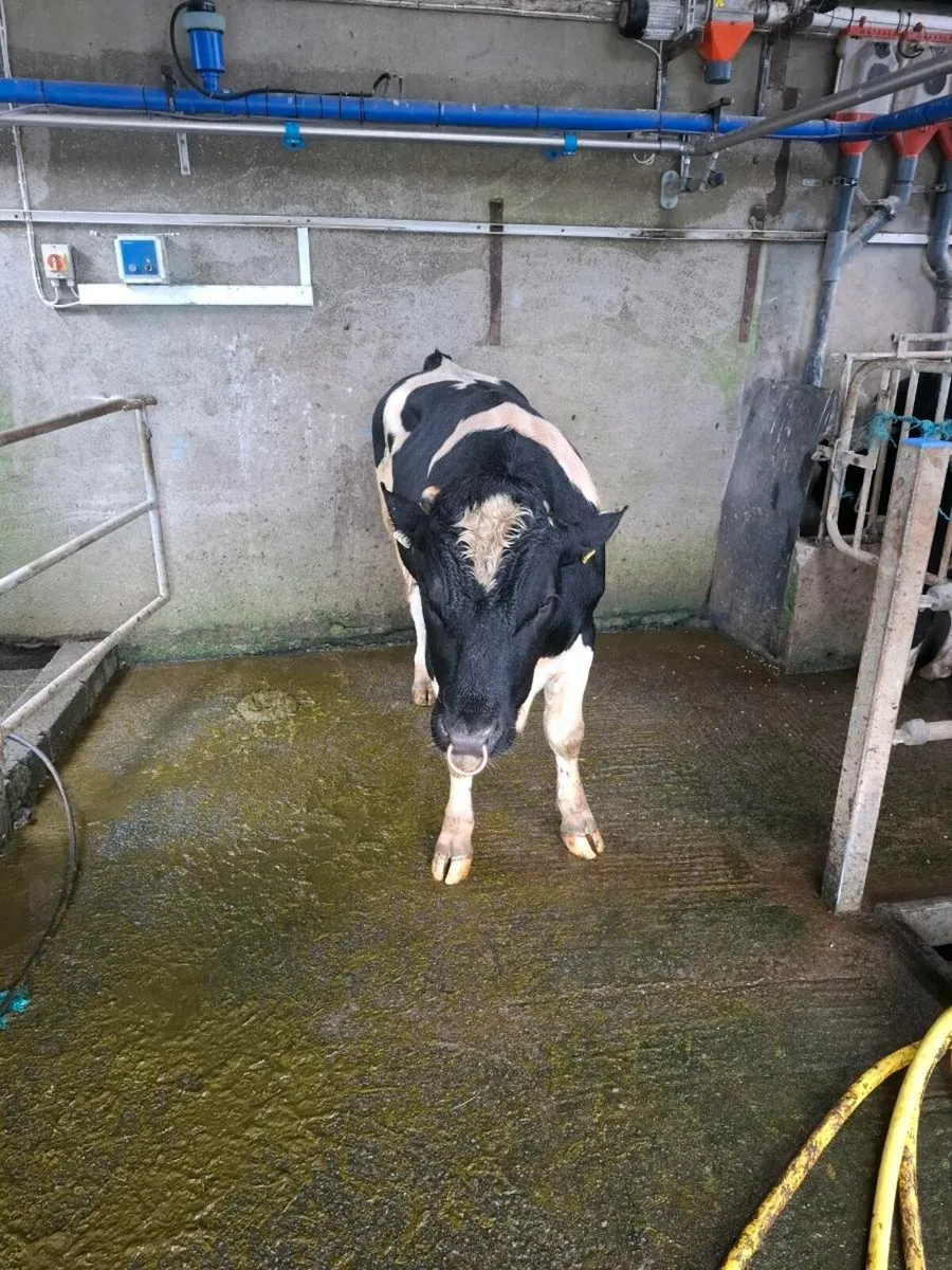 For sale British F.r. Bull - Image 2