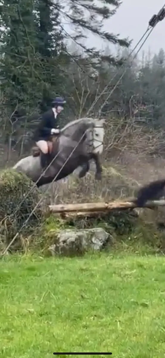 Stunning Connemara Gelding - Image 2