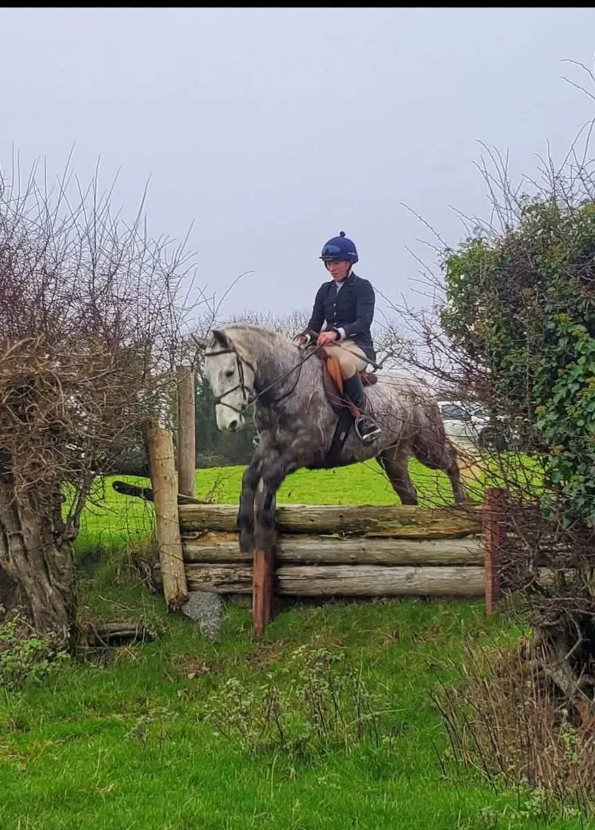 Stunning Connemara Gelding - Image 3