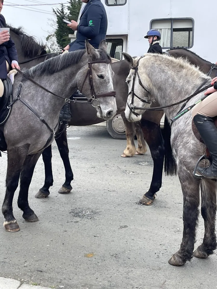 Stunning Connemara Gelding - Image 4