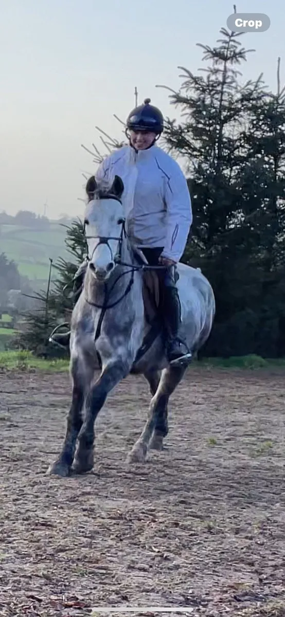 Stunning Connemara Gelding - Image 4