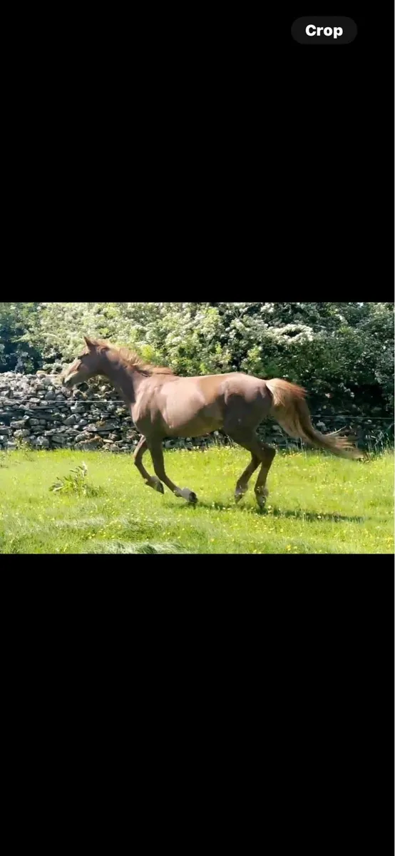 Beautiful 3year old - Image 1