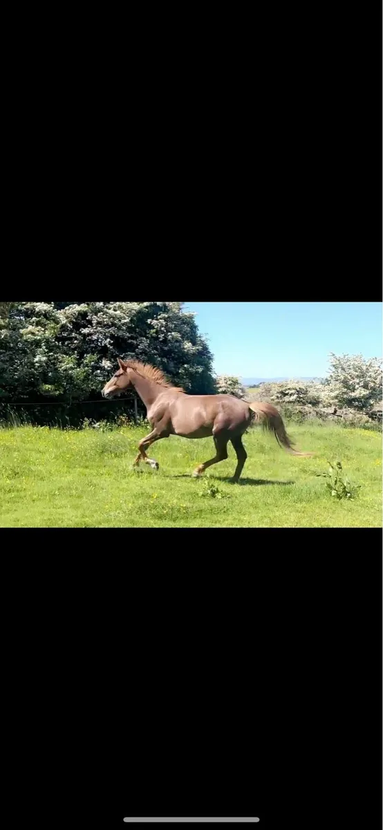 Beautiful 3year old - Image 2