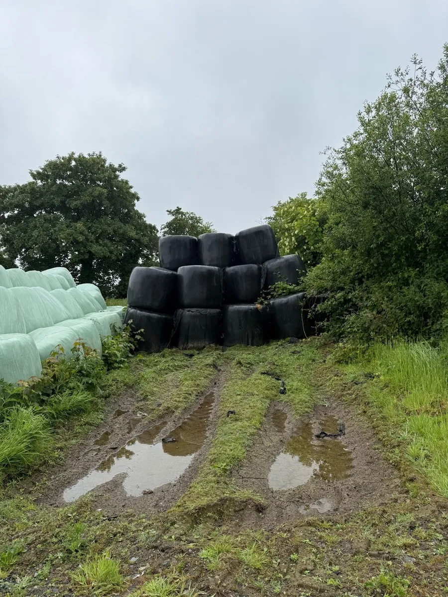 1st cut haylage and 2nd cut 2024 Silage - Image 2