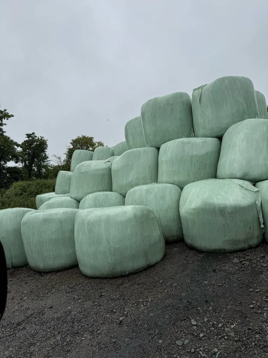 1st cut haylage and 2nd cut 2024 Silage - Image 1