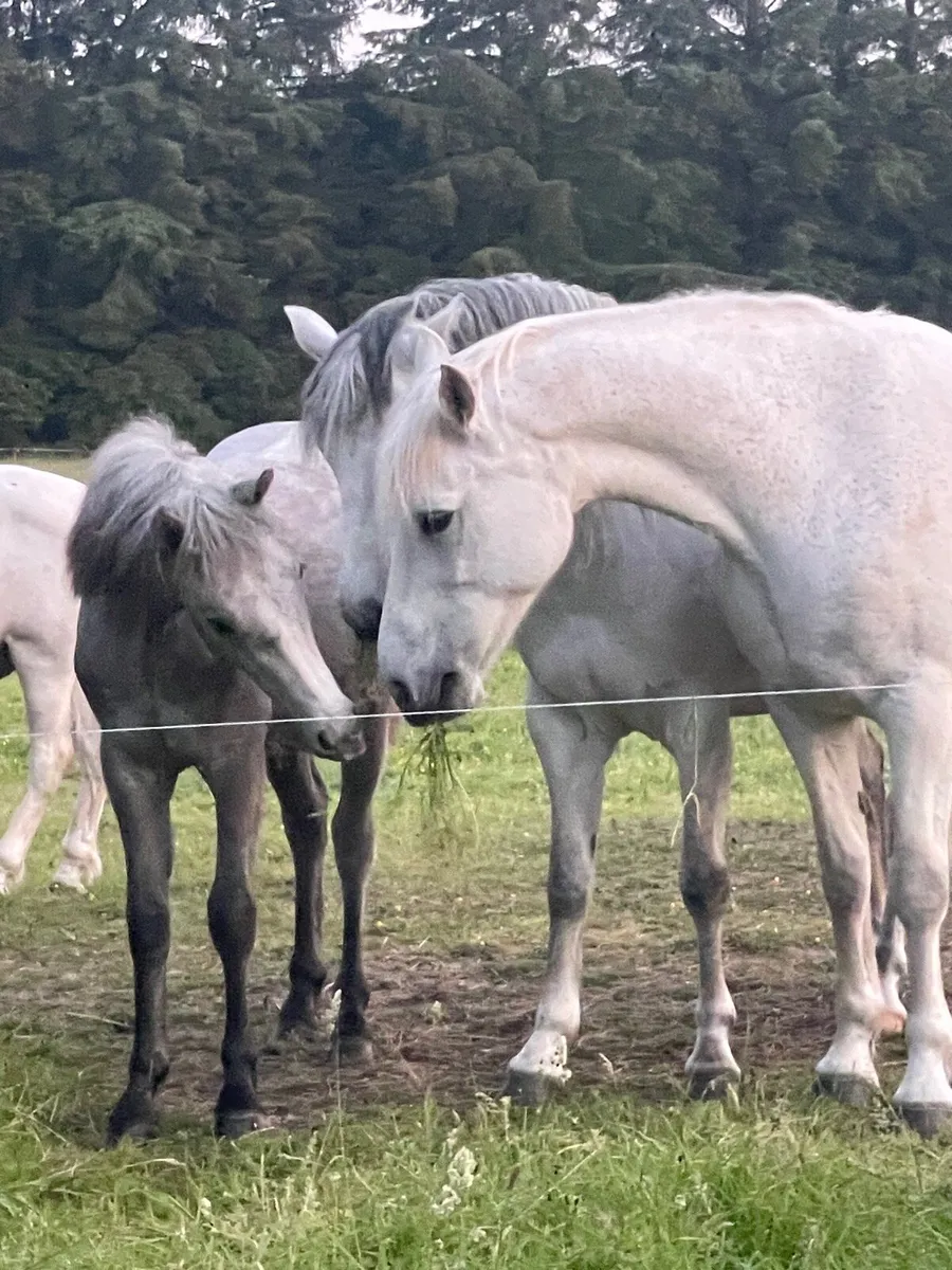 Connemara mare - Image 1