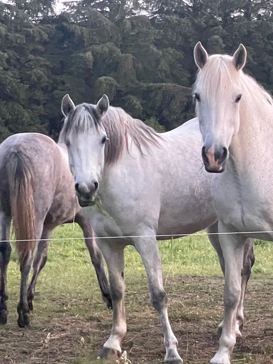 Connemara mare - Image 2