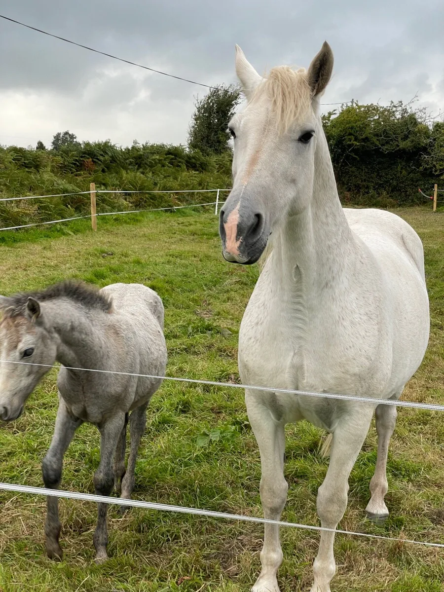 Connemara mare - Image 3
