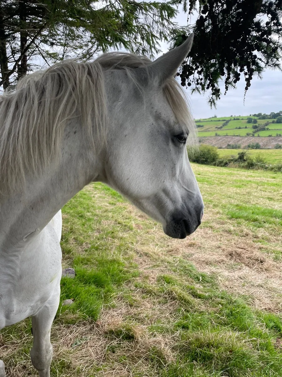 Connemara mare - Image 4