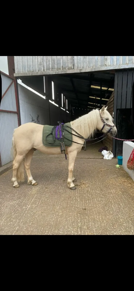 Gelding - Image 1