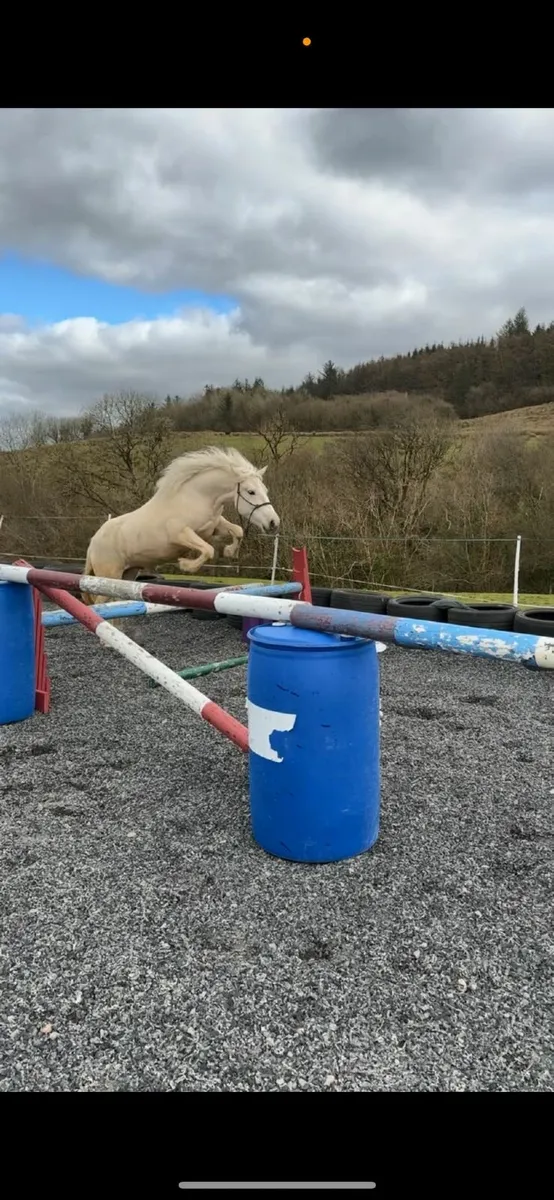 Gelding - Image 2
