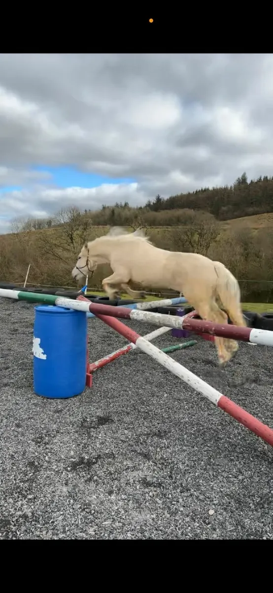 Gelding - Image 3