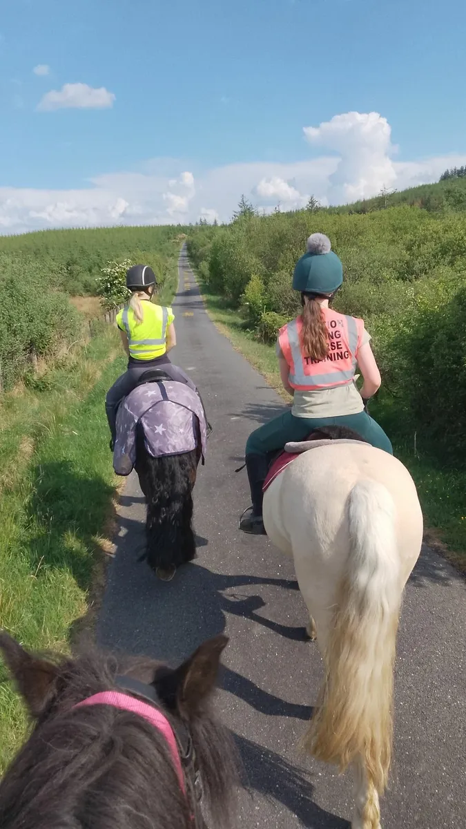 Gelding - Image 4