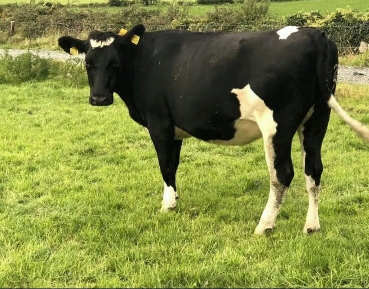 Incalf heifers - Image 1