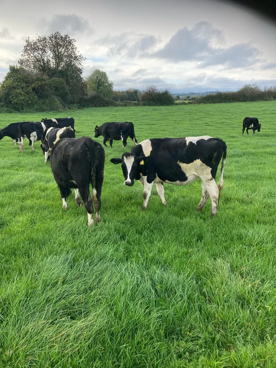 Incalf heifers - Image 2