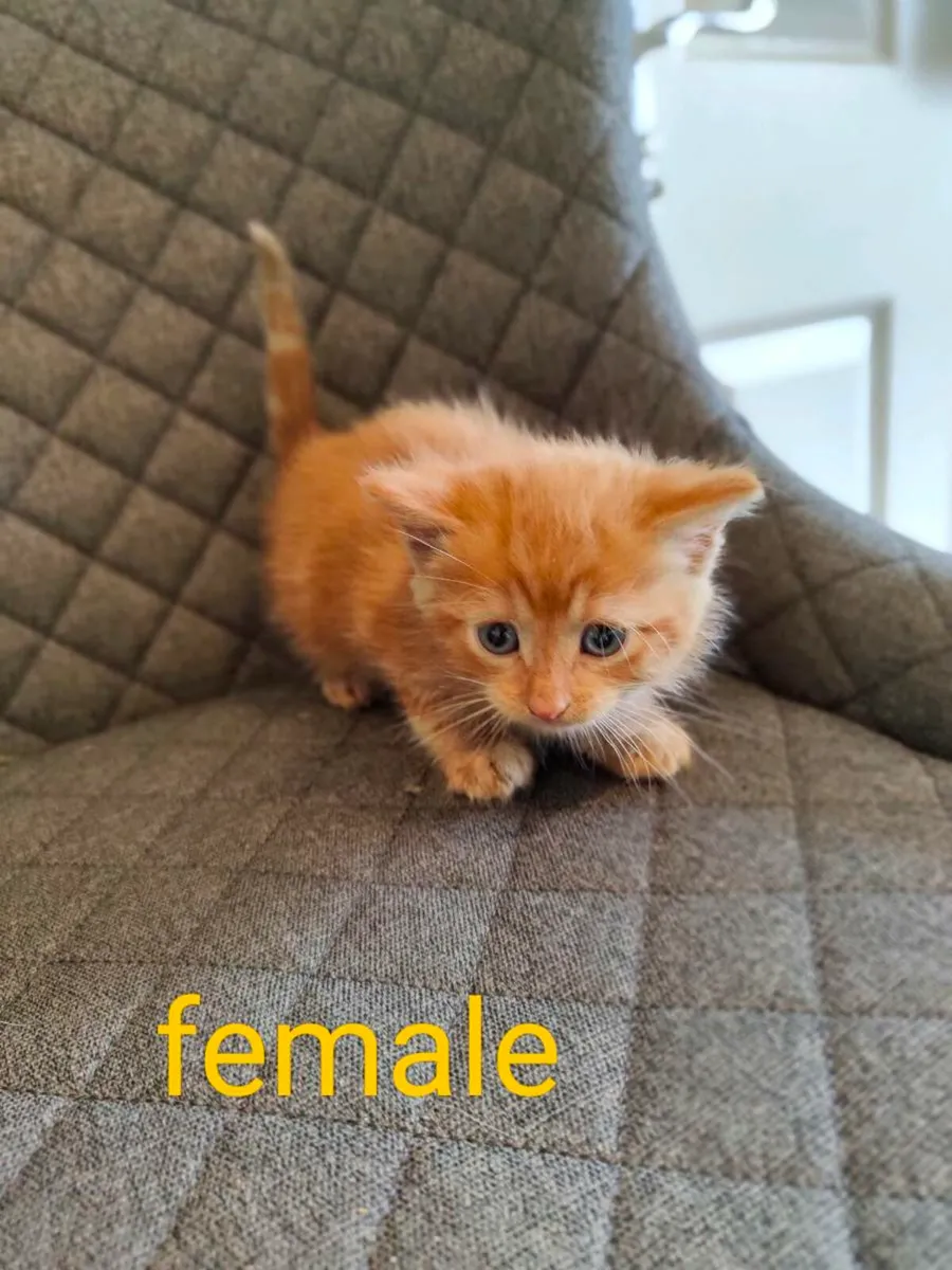 Kittens