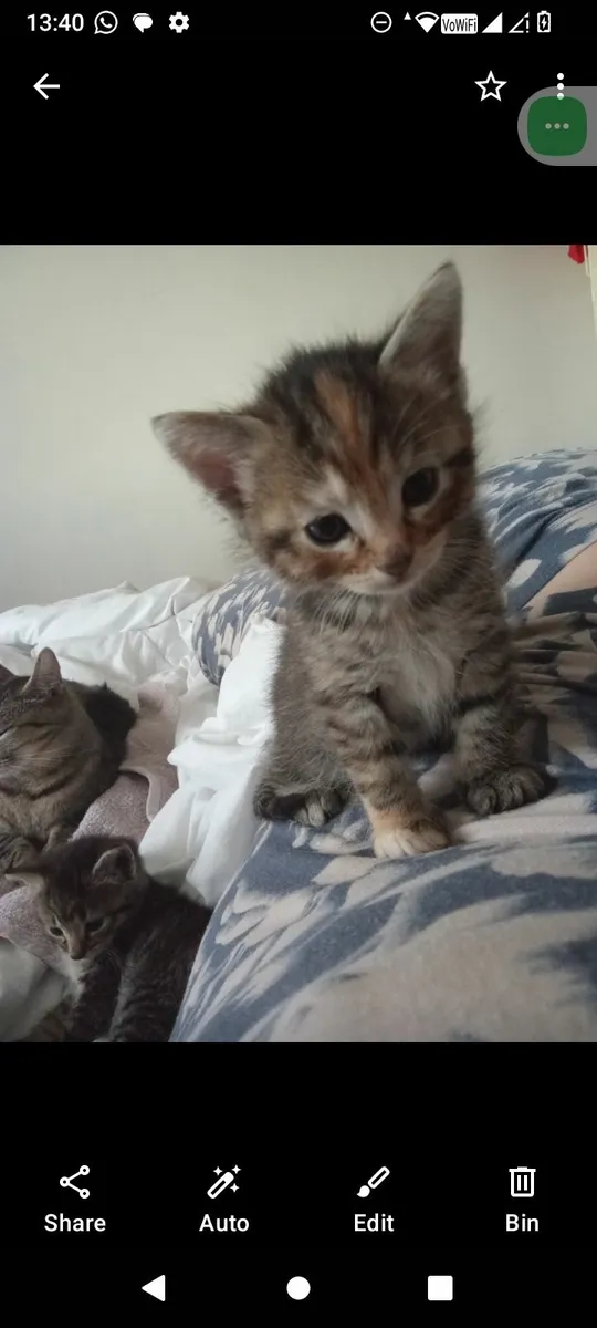 Kittens - Image 2