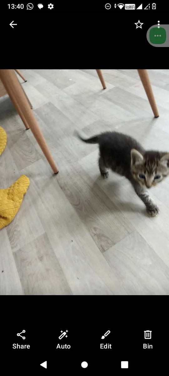 Kittens - Image 3