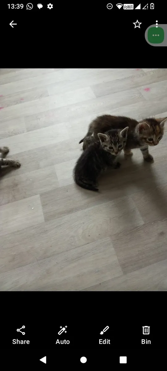 Kittens - Image 4