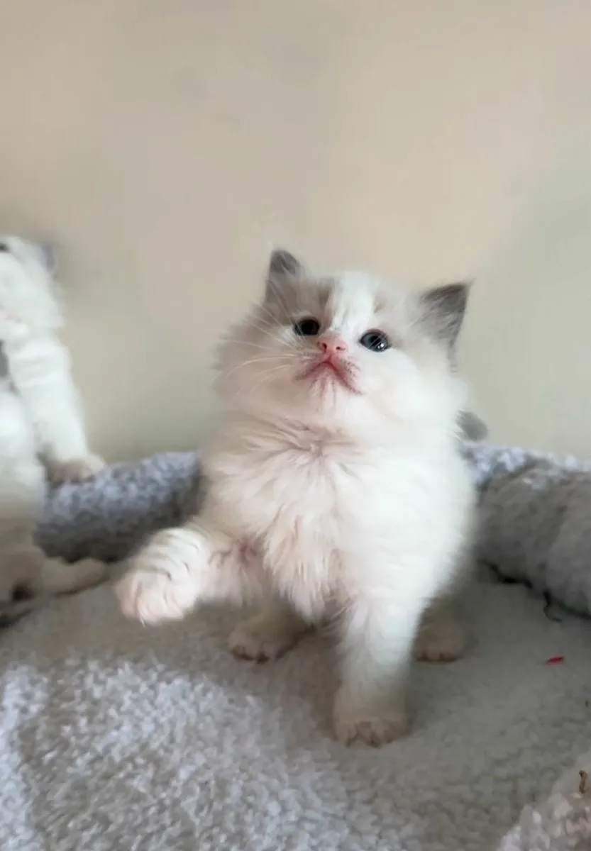 💙 Pedigree Ragdoll Kitten 💙 - Image 2