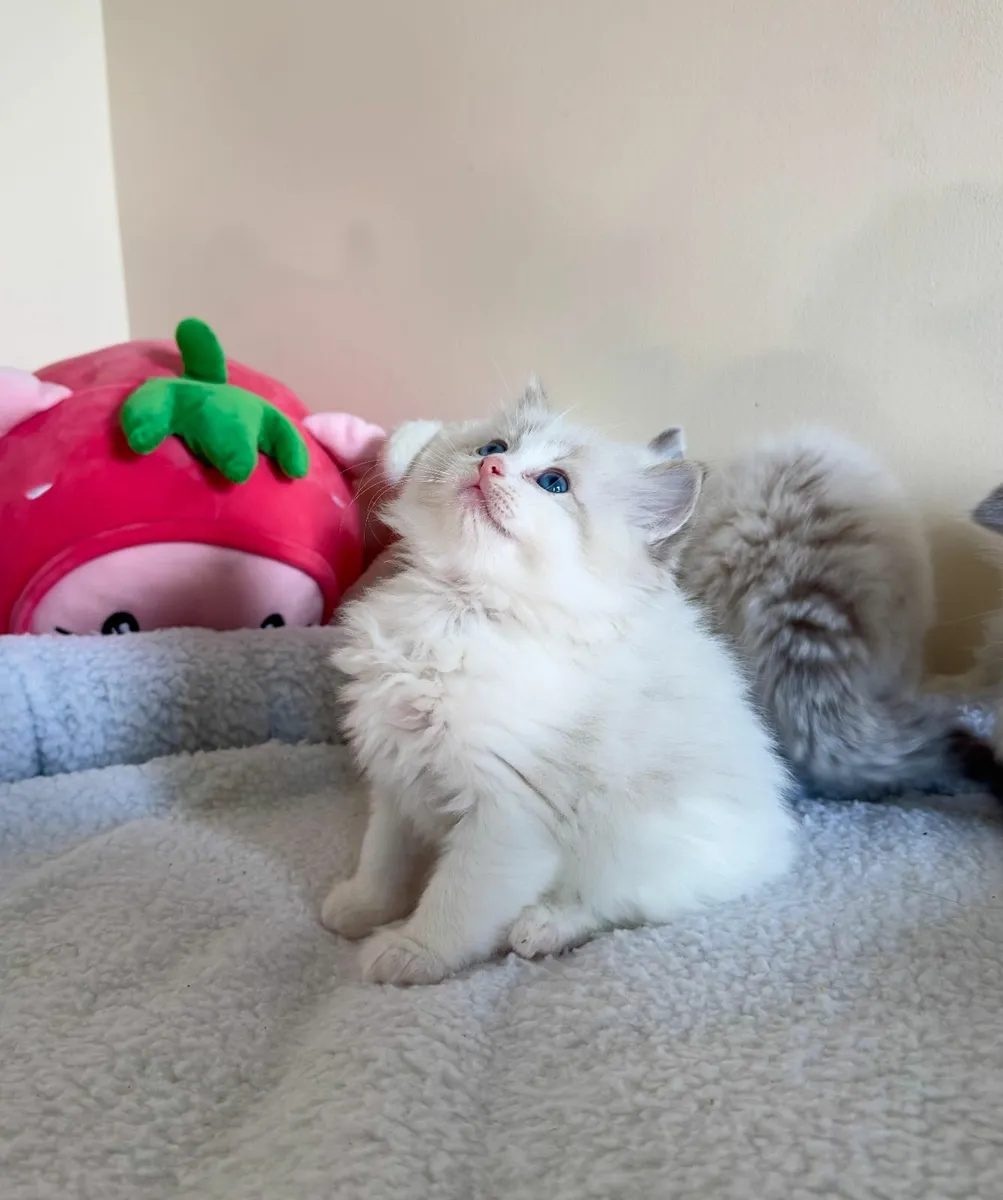 💙 Pedigree Ragdoll Kitten 💙 - Image 1