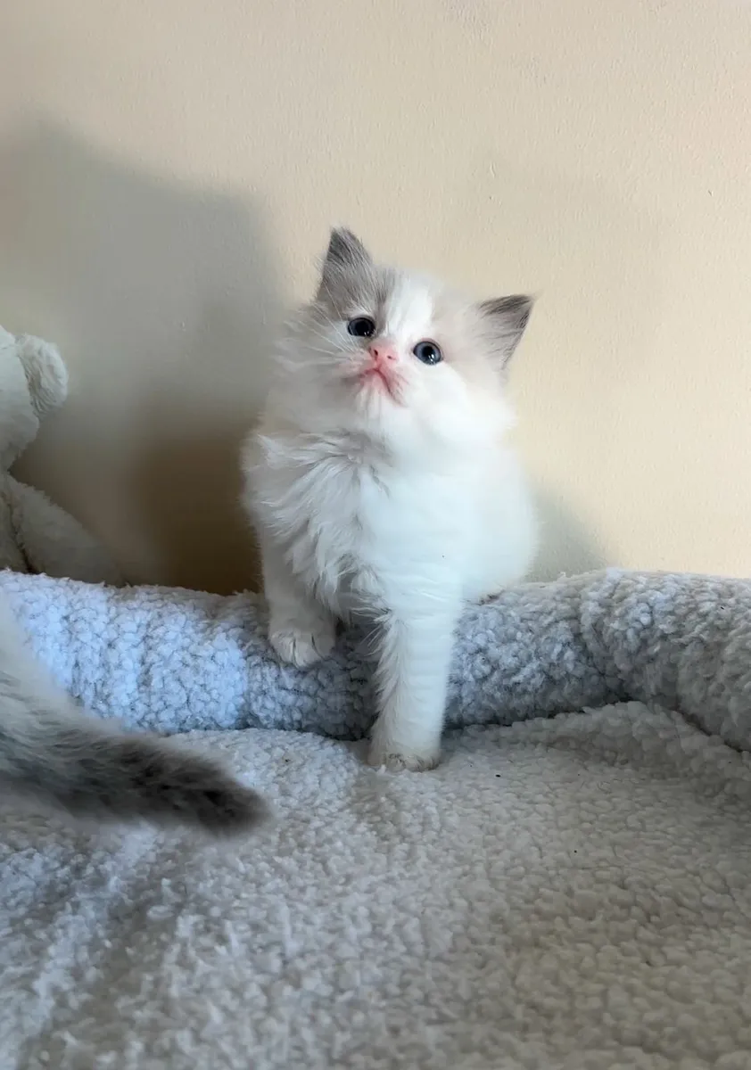💙 Pedigree Ragdoll Kitten 💙 - Image 3
