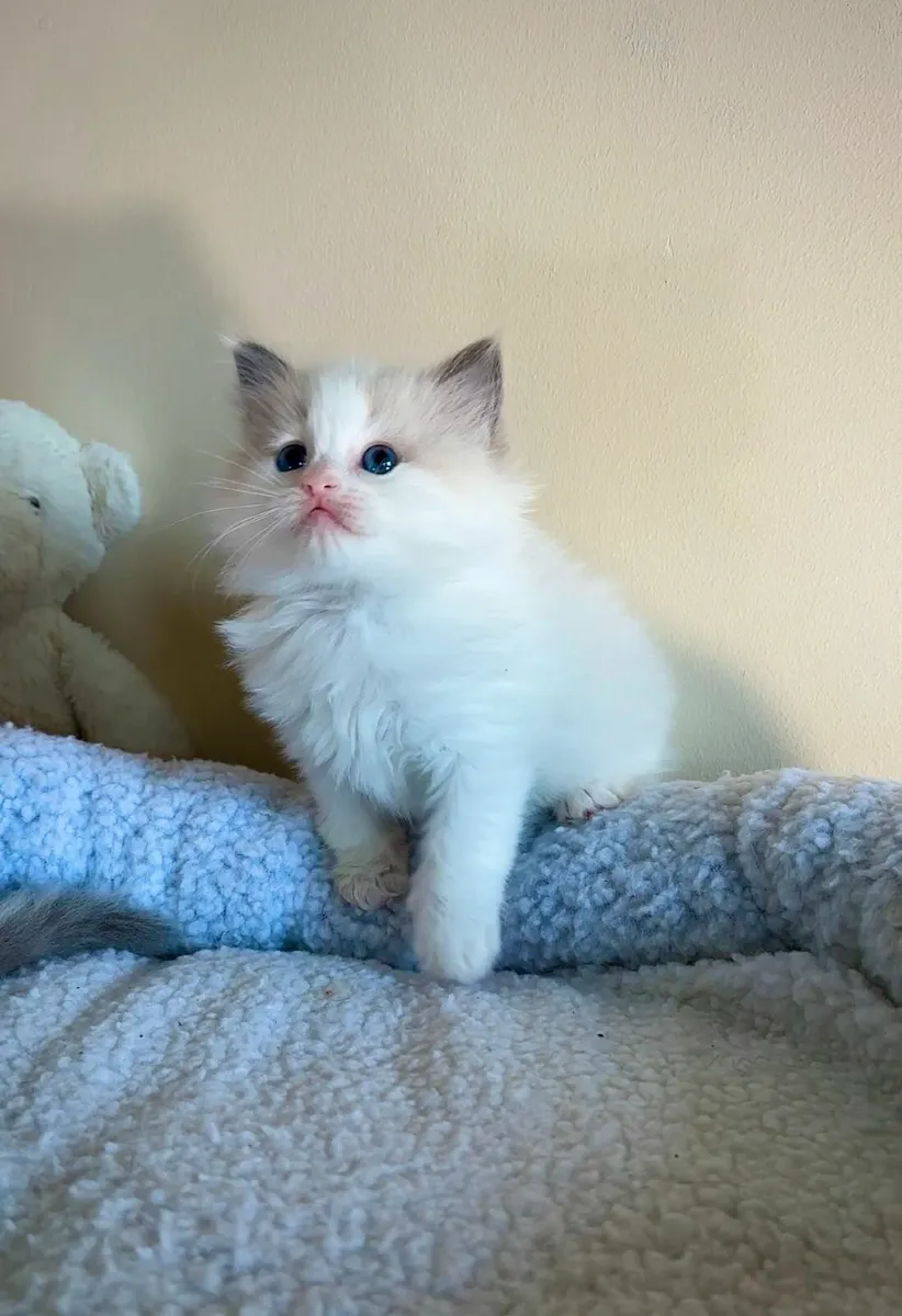 💙 Pedigree Ragdoll Kitten 💙 - Image 4