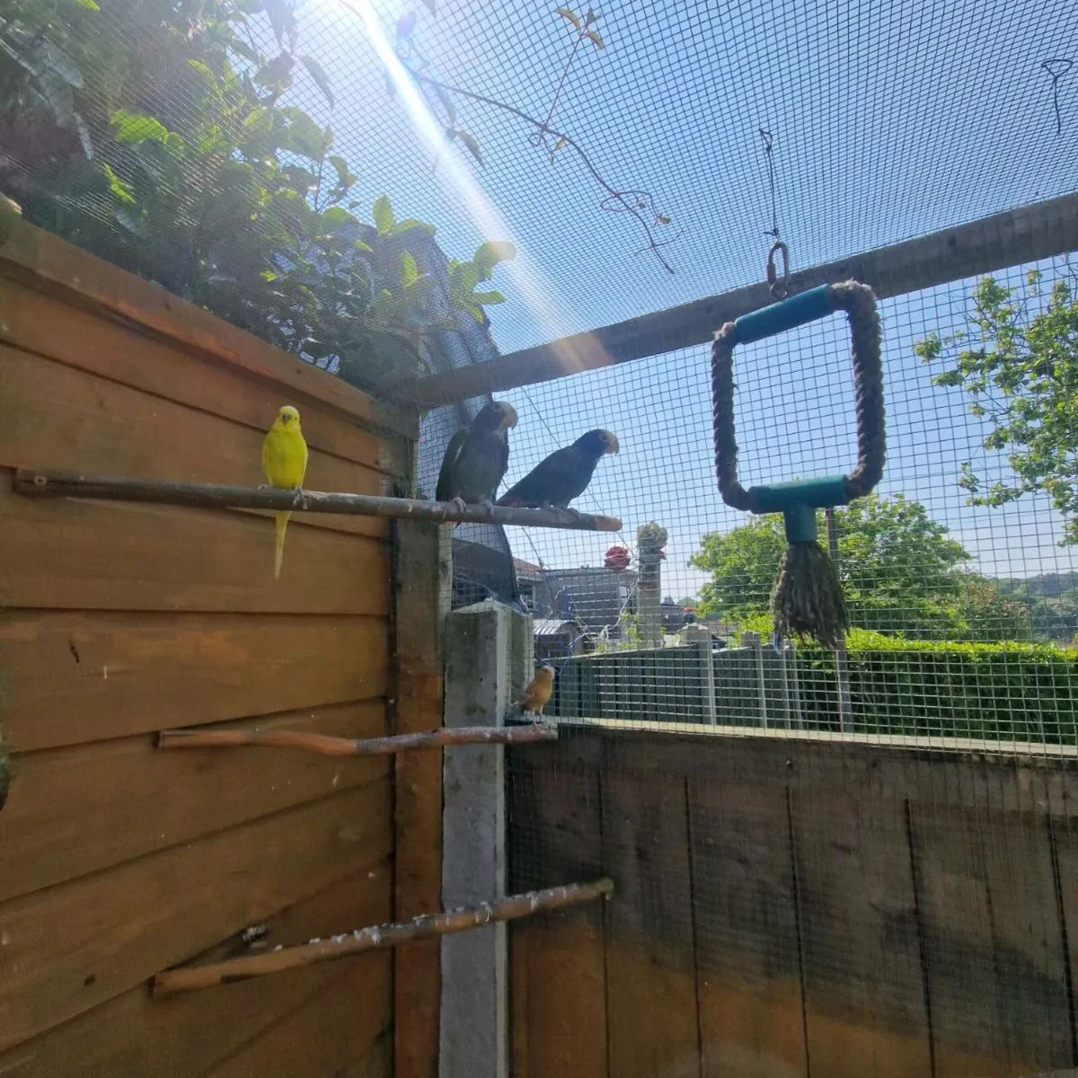 A parrot a pair - Image 2