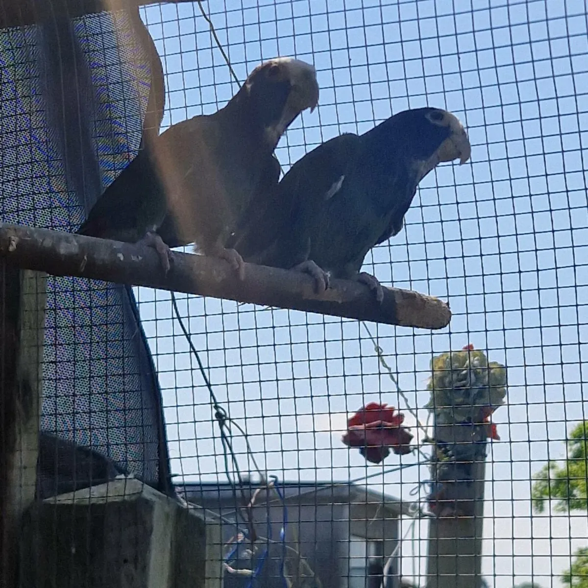 A parrot a pair - Image 3