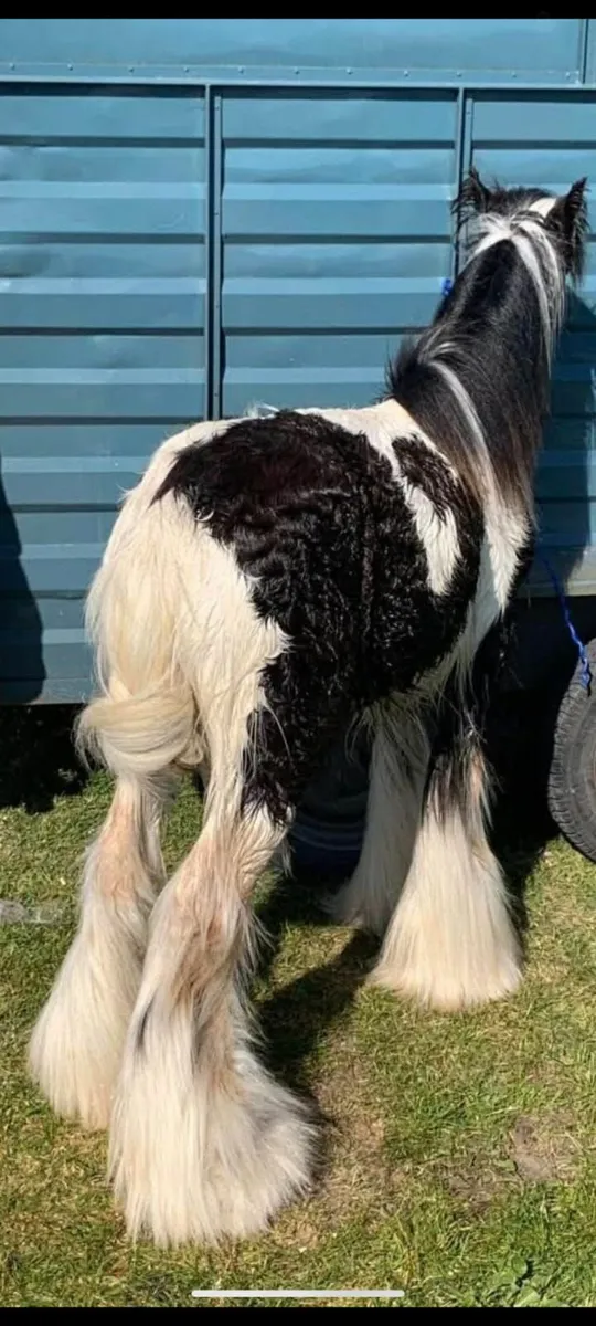 Horse - Image 1