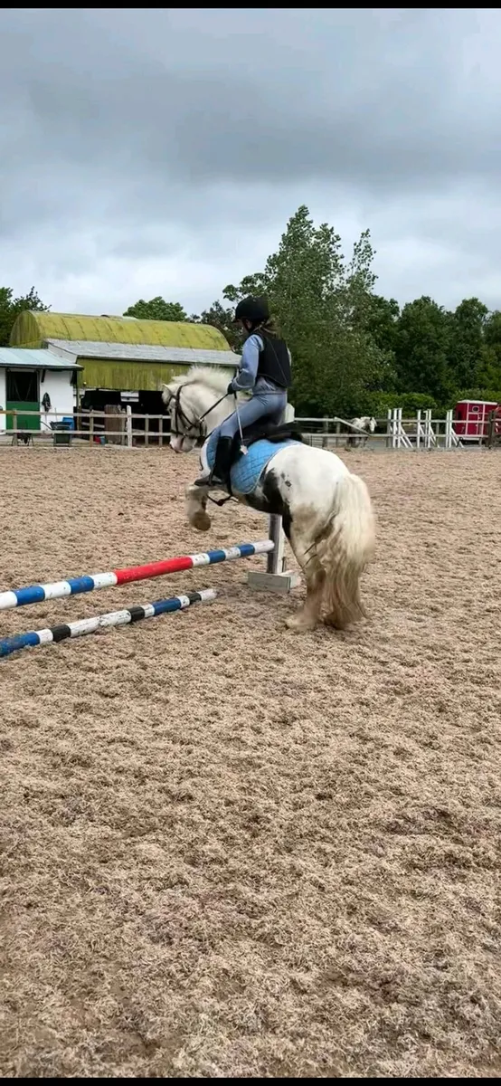 Perfect child's pony - Image 3