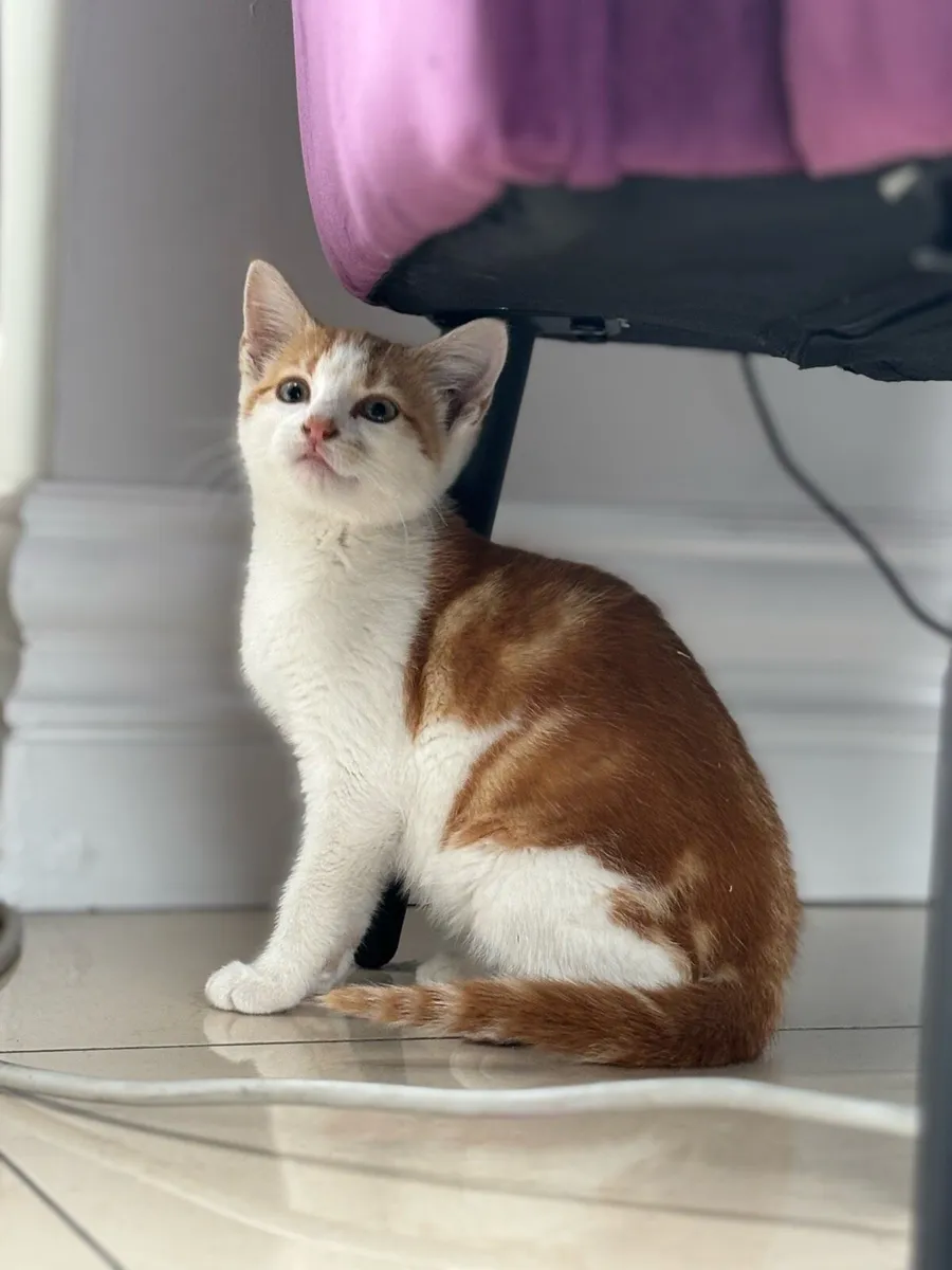 Beautiful friendly kittens *can deliver girl left - Image 1