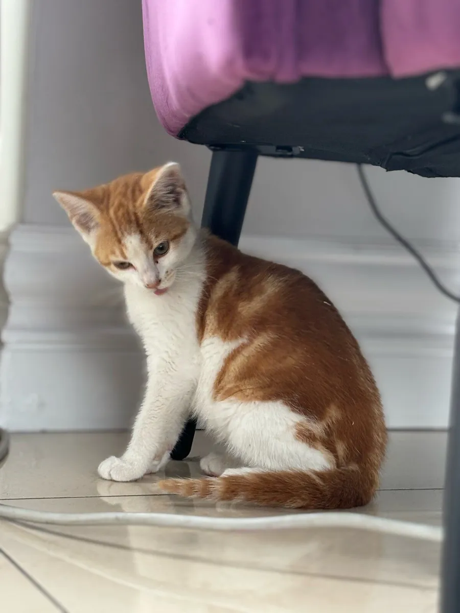 Beautiful friendly kittens *can deliver girl left - Image 4