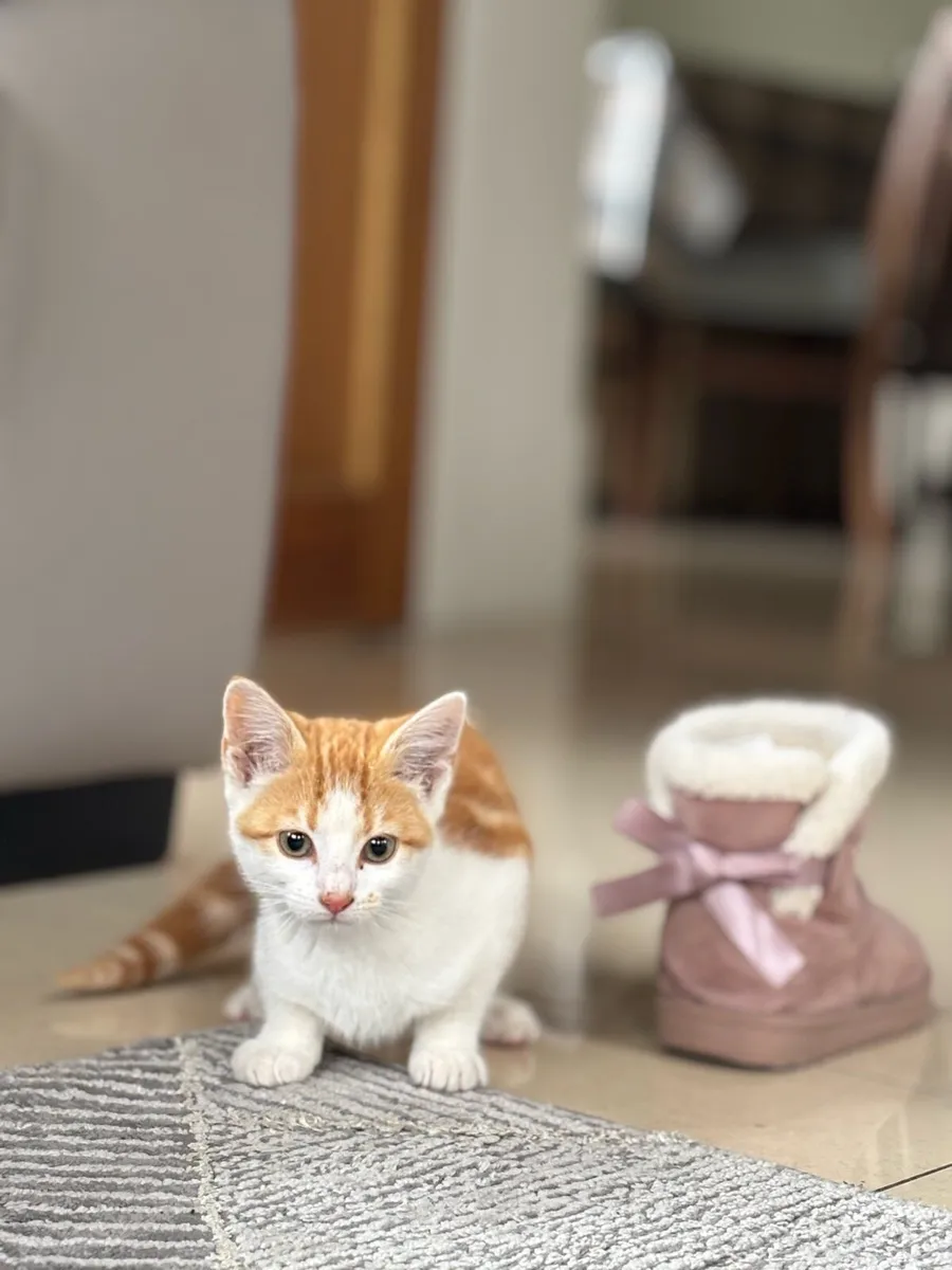Beautiful friendly kittens *can deliver girl left - Image 4