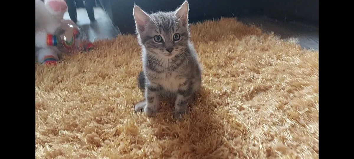 Kittens! British shorthair x Russian blue - Image 3