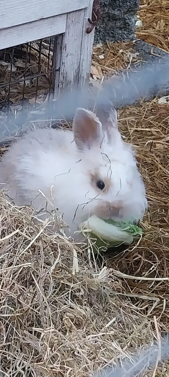 Baby bunnies - Image 2
