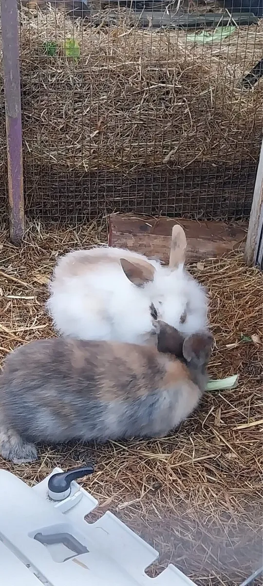 Baby bunnies - Image 3