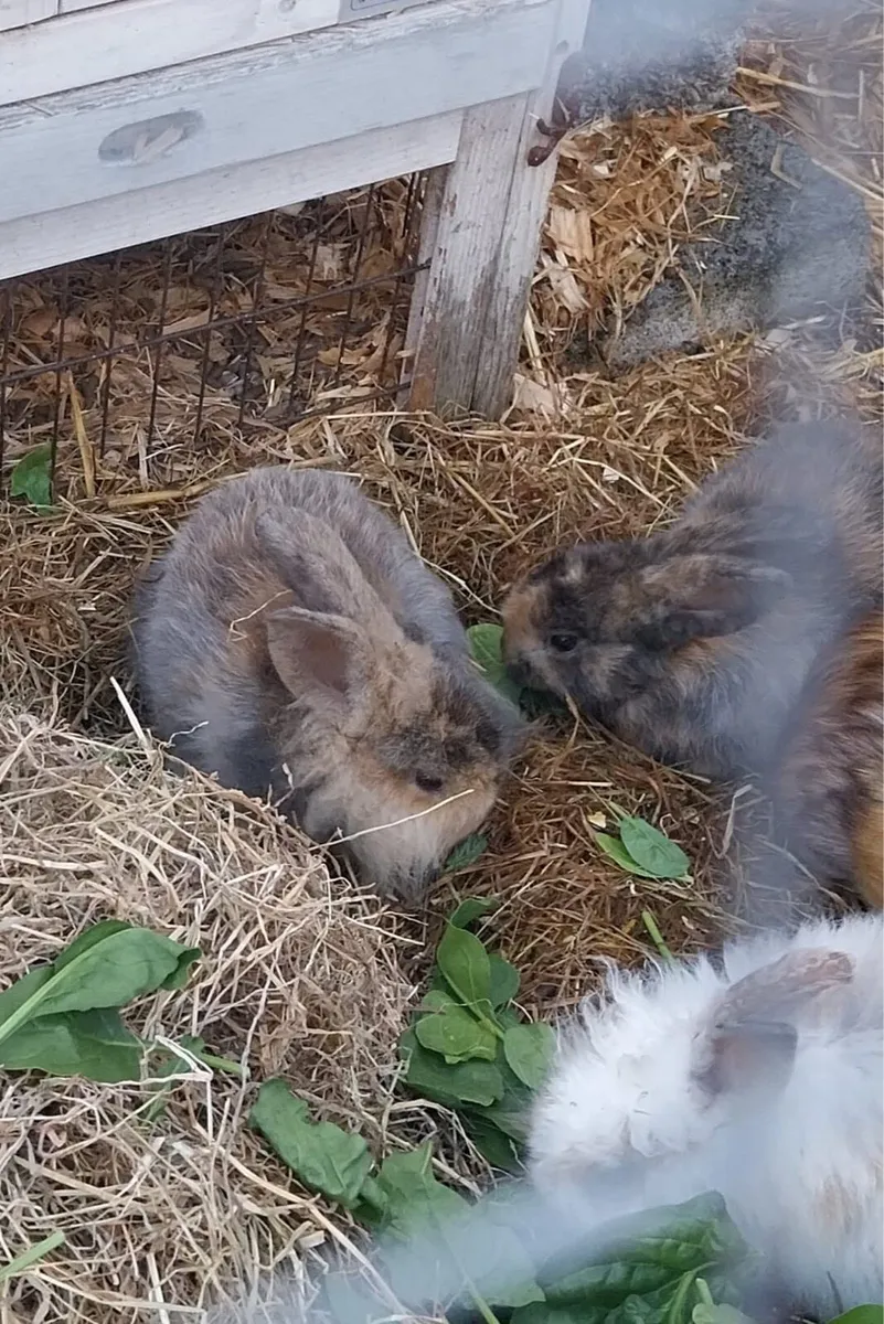 Baby bunnies - Image 4