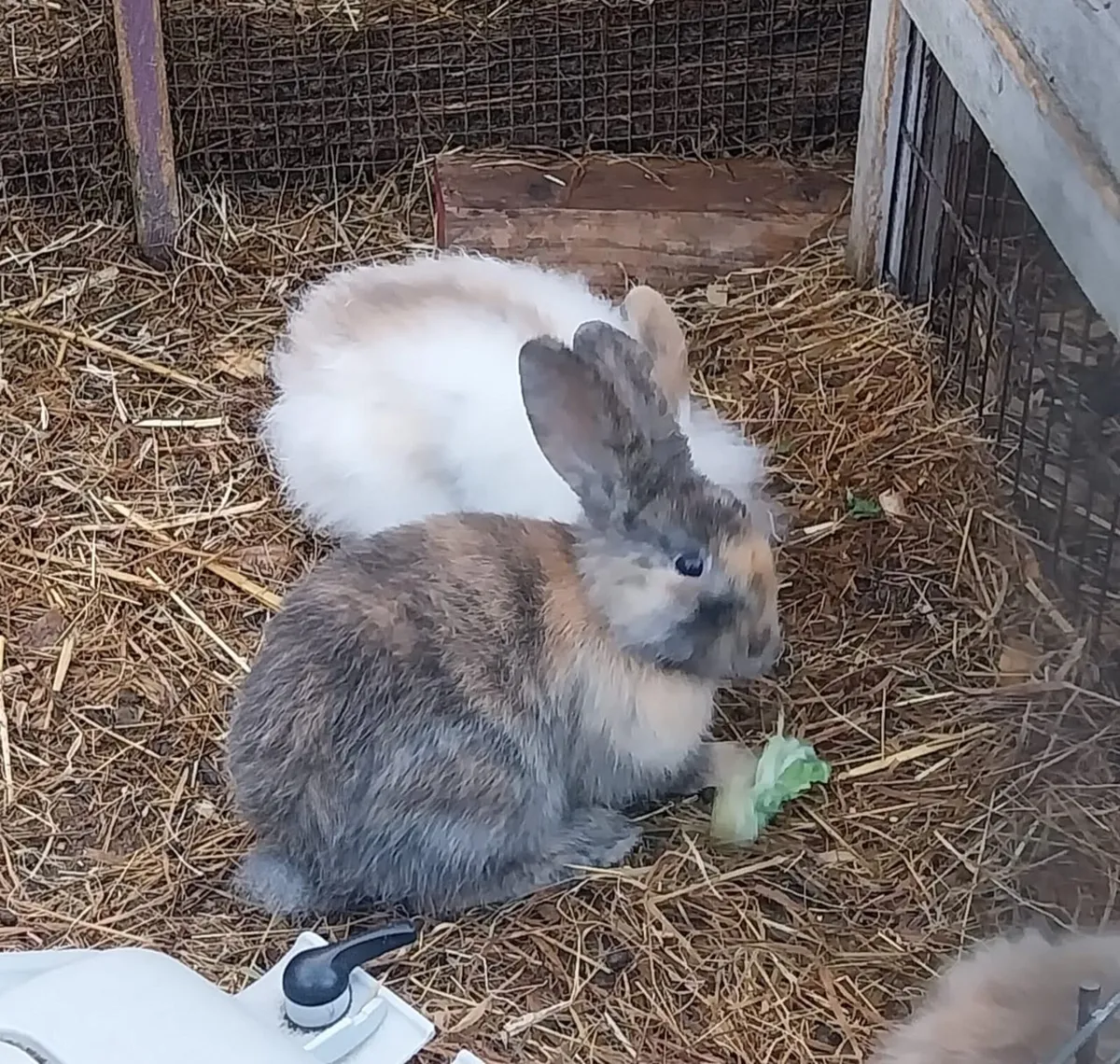 Baby bunnies - Image 1