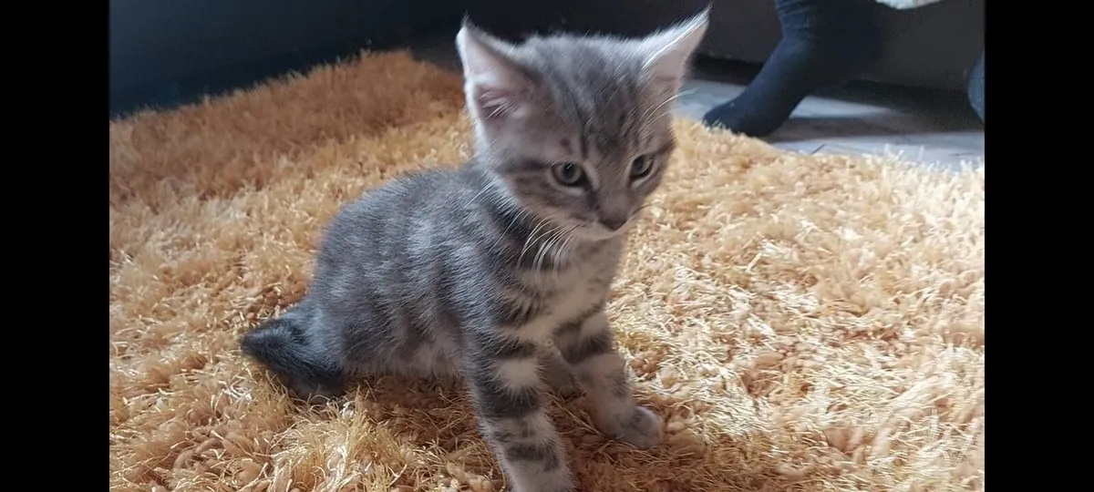 Kittens! British shorthair x Russian blue - Image 1