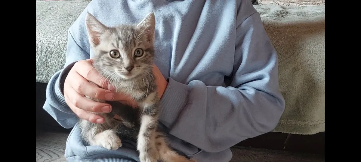 Kittens! British shorthair x Russian blue - Image 2