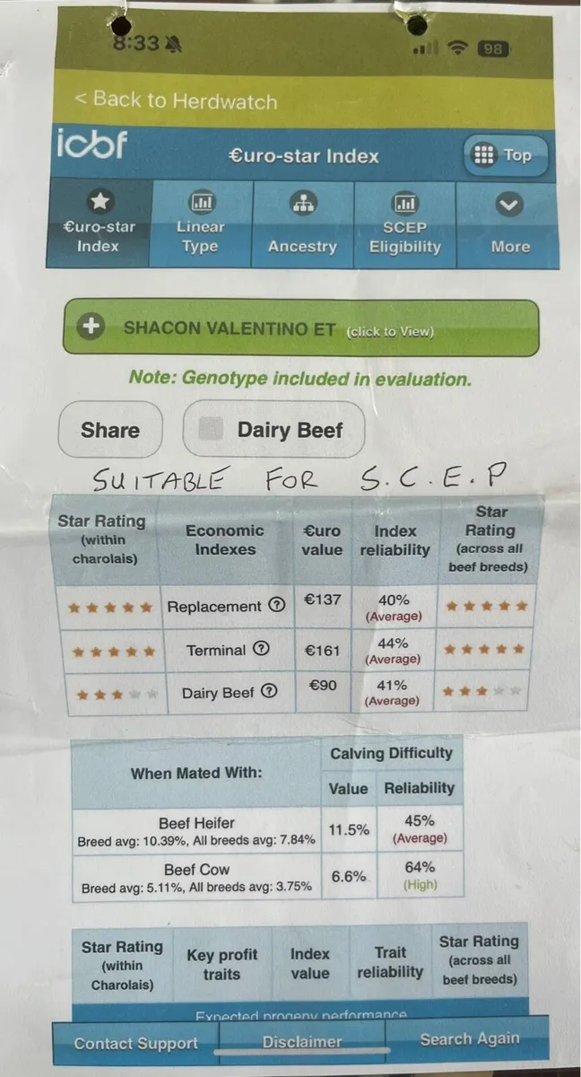 Pedigree Charolais Bull - Image 3