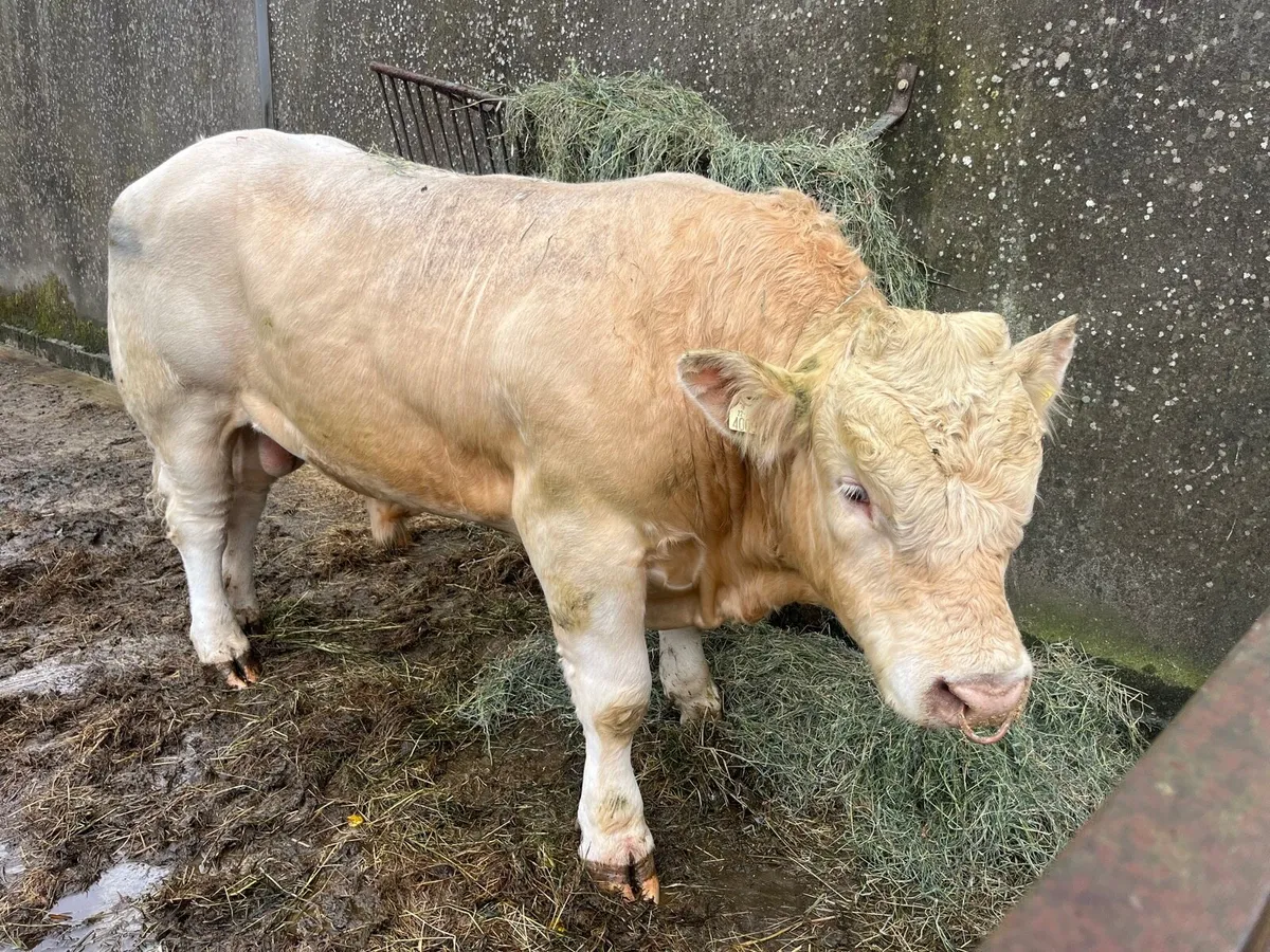 Pedigree Charolais Bull - Image 4