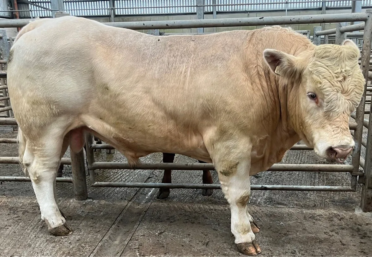 Pedigree Charolais Bull - Image 1
